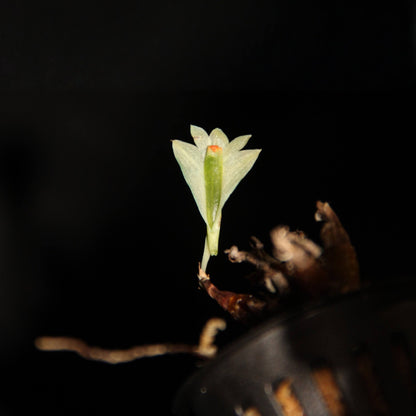 Dendrobium sulphureum is a captivating miniature orchid species native to the cloud forests of New Guinea. Belonging to the Dendrobium genus and the Oxyglossum section, it is renowned for its striking, large flowers relative to its compact size.