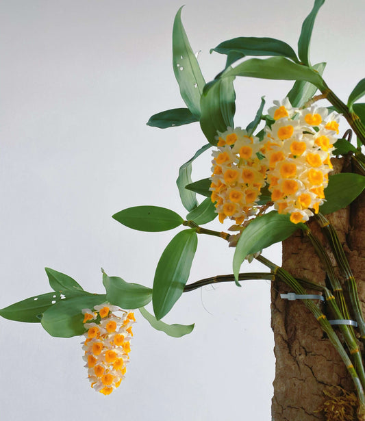 Dendrobium thyrsiflorum is a striking orchid native to the Himalayan region and northern Indochina, including areas like Bhutan, Assam, Yunnan, Myanmar, Thailand, Laos, and Vietnam. It thrives at elevations between 1,100 and 2,000 meters above sea level.