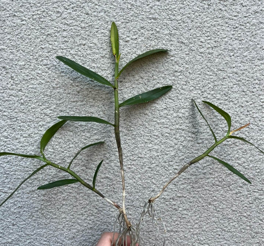 Dendrobium tiongii is a striking epiphytic orchid species native to the Philippines, particularly thriving at elevations between 500 and 1,000 meters in warm, tropical climates.