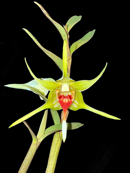 Dendrobium tobaense is a petite epiphytic orchid native to northern Sumatra—particularly around Lake Toba—thriving in montane pine and fir forests at elevations ranging from about 1,000 to 1,500 m. The plant grows sympodially, with cylindrical pseudobulbs reaching 24–30 cm tall and bearing 8–9 oblong-elliptic leaves (3–8 cm long), smooth above and covered with fine black hairs beneath—including on the leaf sheaths.