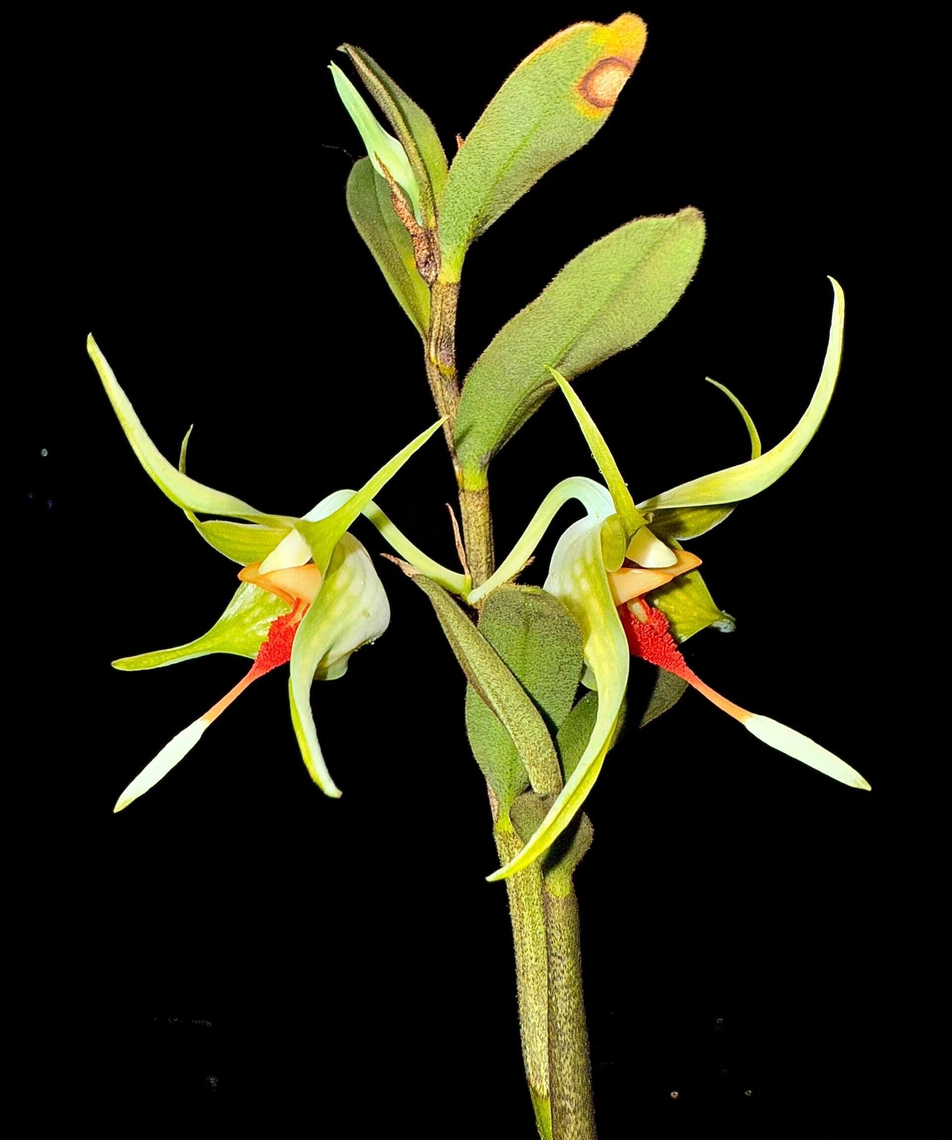 Dendrobium tobaense is a petite epiphytic orchid native to northern Sumatra—particularly around Lake Toba—thriving in montane pine and fir forests at elevations ranging from about 1,000 to 1,500 m. The plant grows sympodially, with cylindrical pseudobulbs reaching 24–30 cm tall and bearing 8–9 oblong-elliptic leaves (3–8 cm long), smooth above and covered with fine black hairs beneath—including on the leaf sheaths.