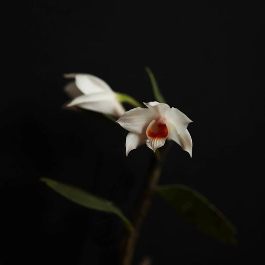 Dendrobium trankimianum is a rare orchid species endemic to Vietnam, specifically found in the mountainous regions of Khanh Hòa and Lâm Đồng provinces. It grows epiphytically on tall trees within cloud forests at elevations of approximately 800–2000 meters. Its flowering season typically occurs in April to May.