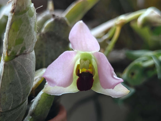 Dendrobium trantuanii was described by Perner & X.N.Dang in 2003 and is an accepted species in the genus Dendrobium. This miniature epiphytic orchid is native to seasonal, drier forests in northwestern Vietnam and possibly NE Laos, at elevations between 800 and 1,000 meters.