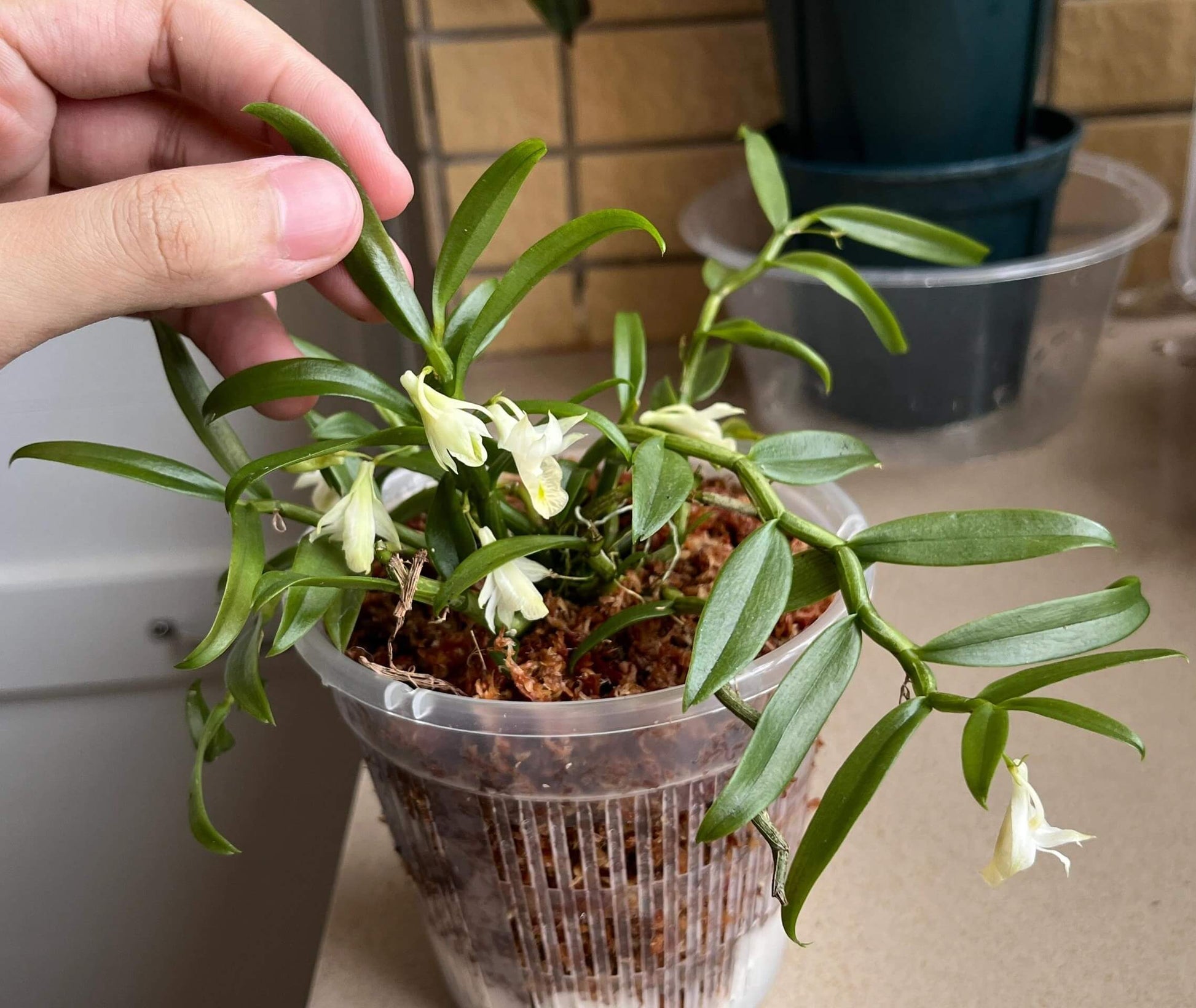 Dendrobium trinervium is a miniature orchid species native to Thailand and other parts of Southeast Asia, typically found in open forests at elevations around 100 meters above sea level.