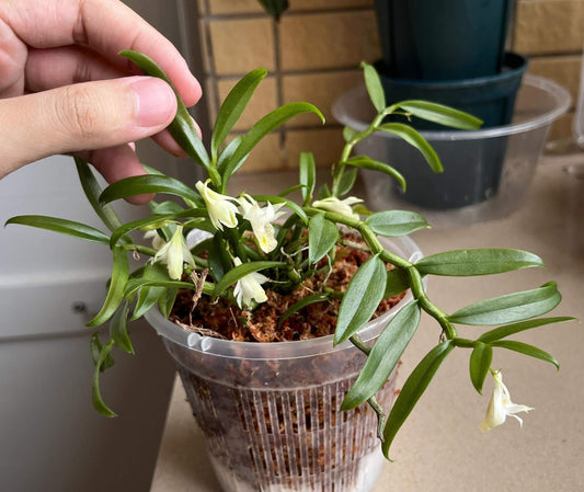 Dendrobium trinervium is a miniature orchid species native to Thailand and other parts of Southeast Asia, typically found in open forests at elevations around 100 meters above sea level.