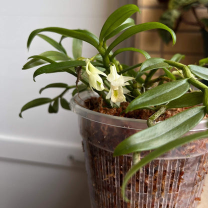 Dendrobium trinervium is a miniature orchid species native to Thailand and other parts of Southeast Asia, typically found in open forests at elevations around 100 meters above sea level.