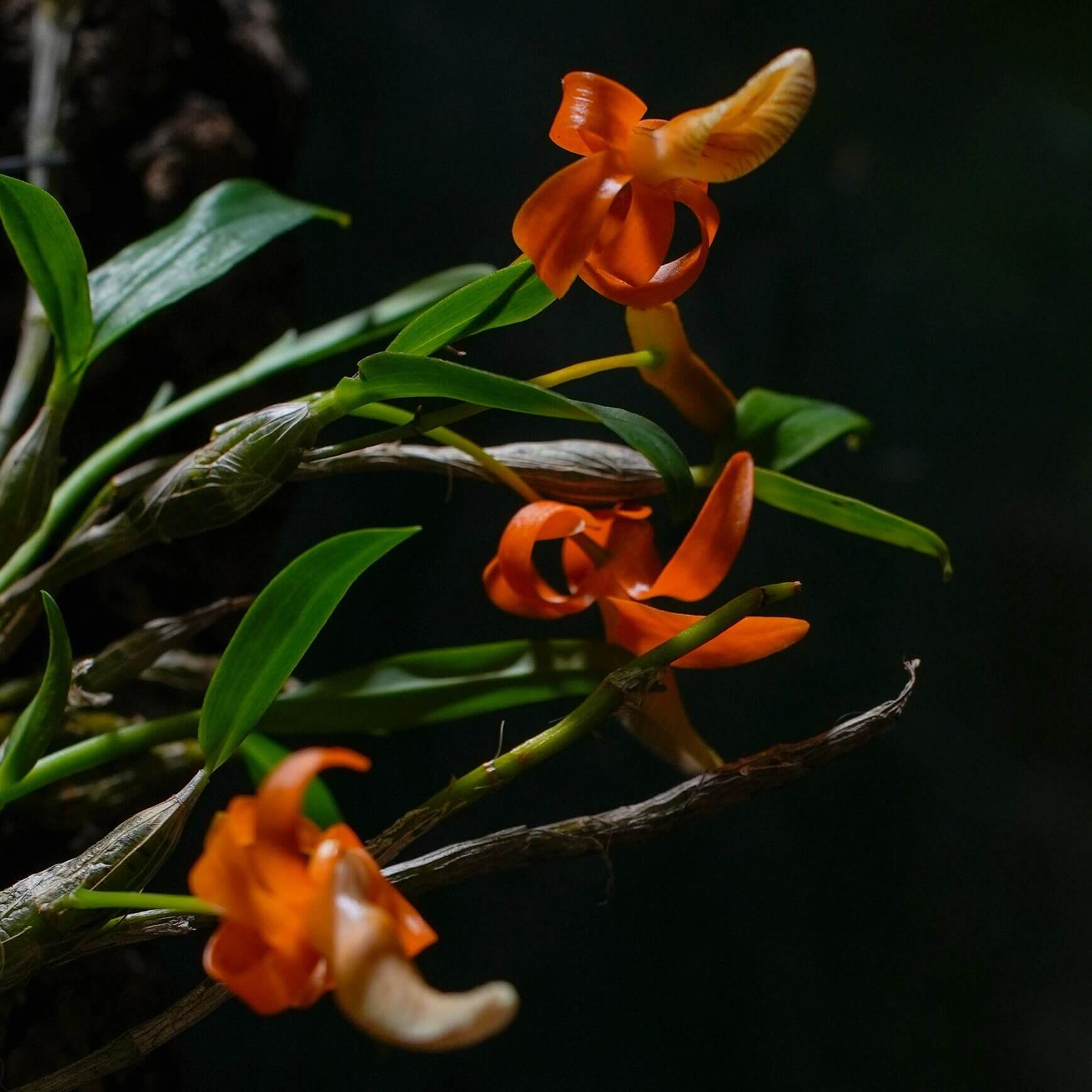 Dendrobium unicum is a captivating miniature orchid species native to Southeast Asia, particularly found in northern Thailand, Laos, and Vietnam. This species is celebrated for its striking orange flowers and distinctive growth habits.