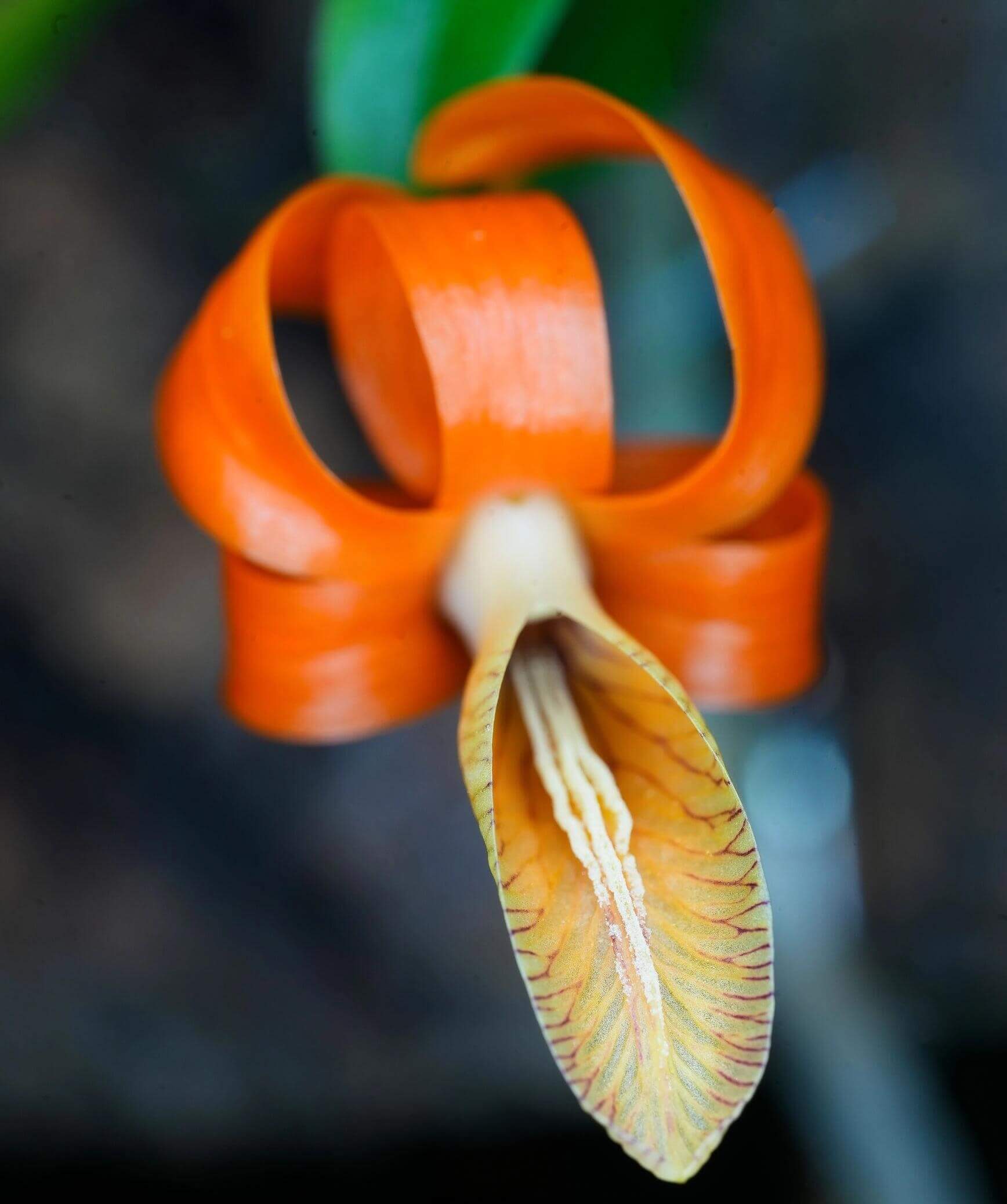 Dendrobium unicum is a captivating miniature orchid species native to Southeast Asia, particularly found in northern Thailand, Laos, and Vietnam. This species is celebrated for its striking orange flowers and distinctive growth habits.