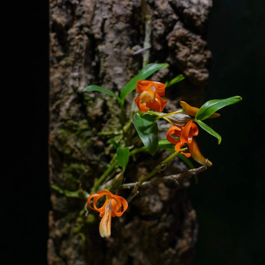 Dendrobium unicum is a captivating miniature orchid species native to Southeast Asia, particularly found in northern Thailand, Laos, and Vietnam. This species is celebrated for its striking orange flowers and distinctive growth habits.