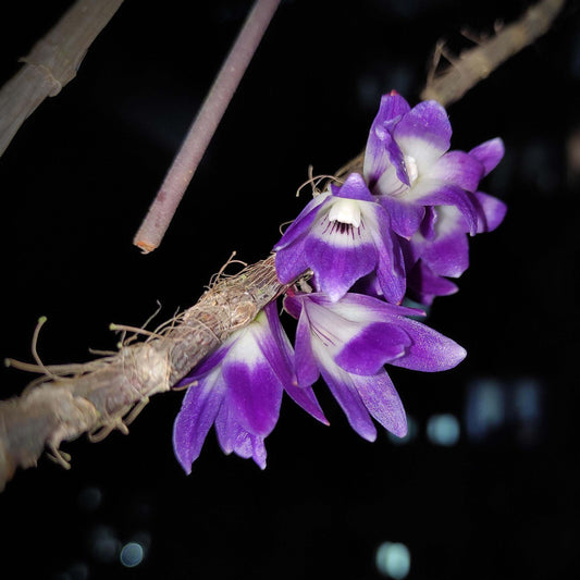 Dendrobium victoriae-reginae is an epiphytic orchid species native to the Philippines, typically found in cool to cold montane environments at high elevations of about 1,300–2,700 meters.