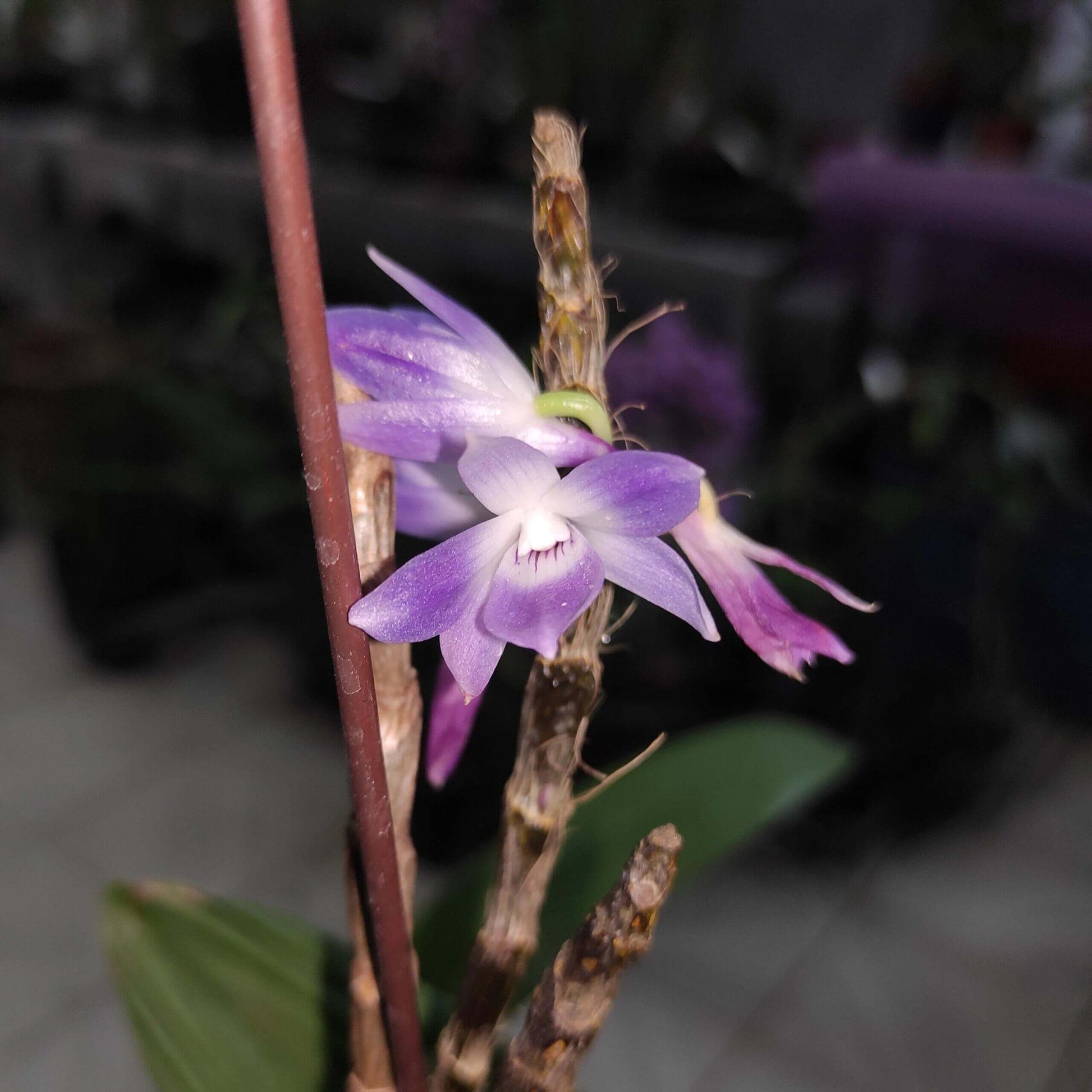 Dendrobium victoriae-reginae is an epiphytic orchid species native to the Philippines, typically found in cool to cold montane environments at high elevations of about 1,300–2,700 meters.