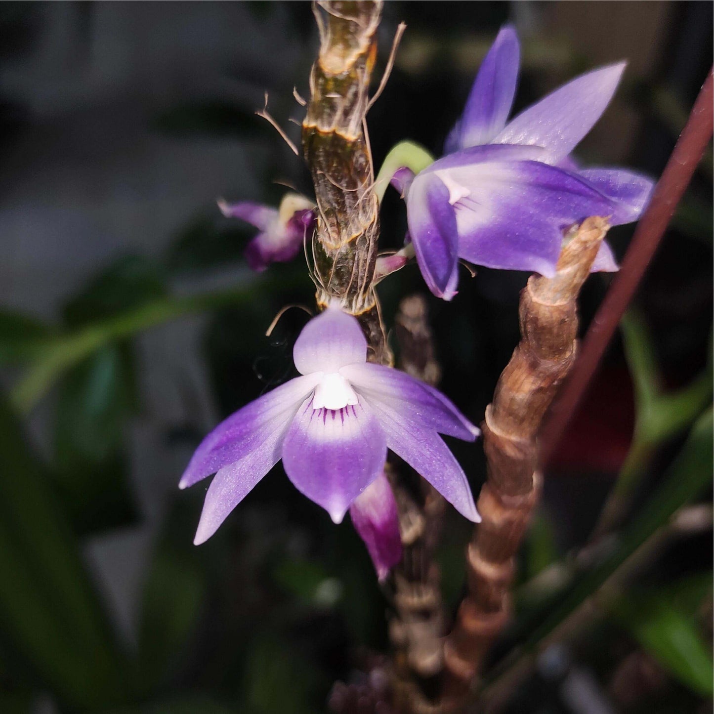 Dendrobium victoriae-reginae is an epiphytic orchid species native to the Philippines, typically found in cool to cold montane environments at high elevations of about 1,300–2,700 meters.