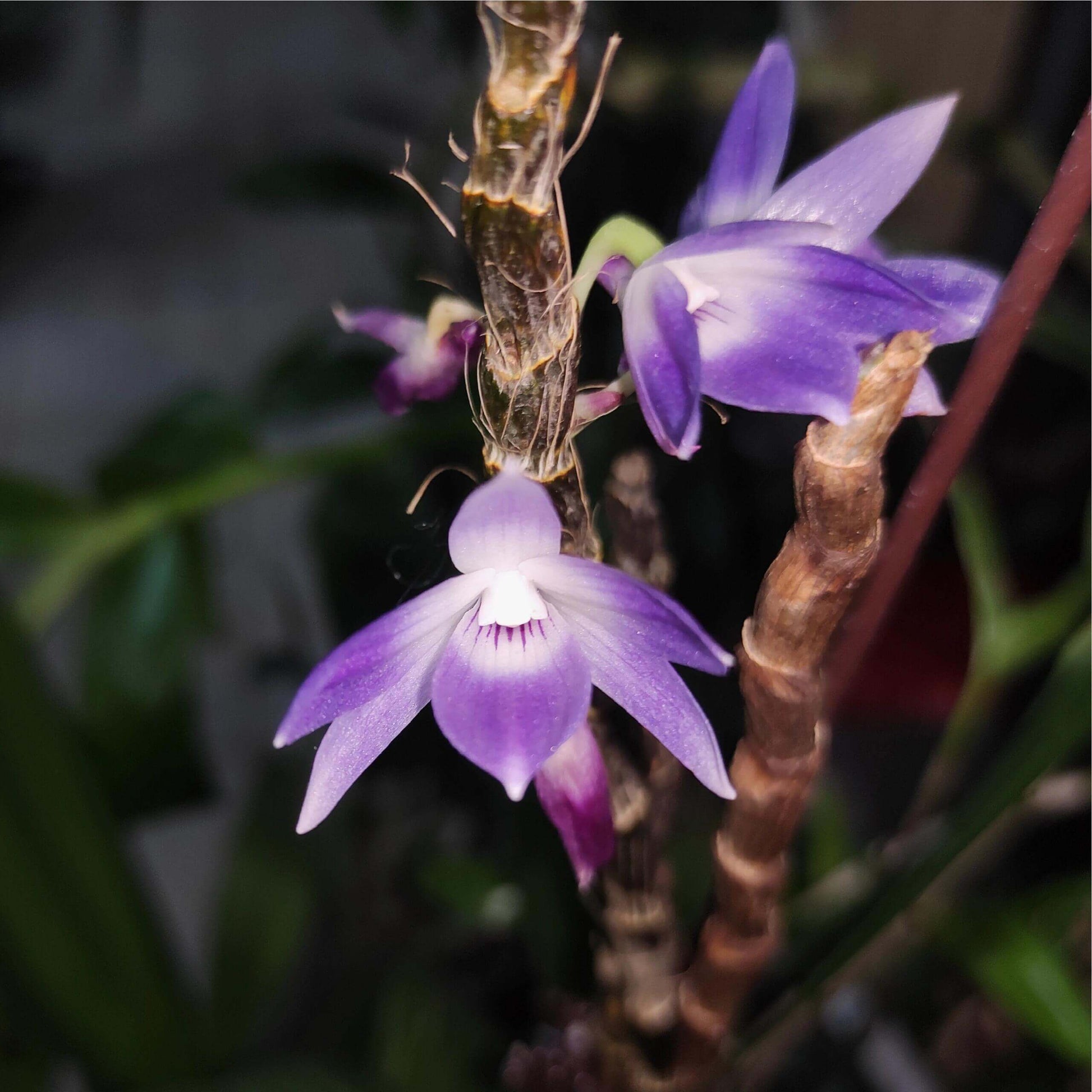 Dendrobium victoriae-reginae is an epiphytic orchid species native to the Philippines, typically found in cool to cold montane environments at high elevations of about 1,300–2,700 meters.