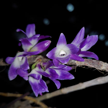 Dendrobium victoriae-reginae is an epiphytic orchid species native to the Philippines, typically found in cool to cold montane environments at high elevations of about 1,300–2,700 meters.