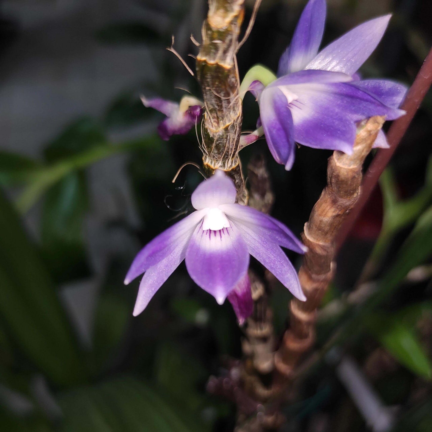 Dendrobium victoriae-reginae is an epiphytic orchid species native to the Philippines, typically found in cool to cold montane environments at high elevations of about 1,300–2,700 meters.