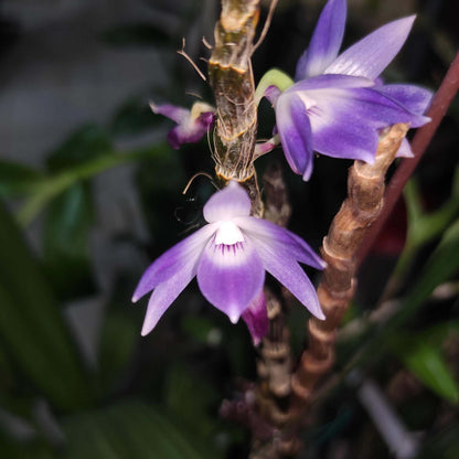Dendrobium victoriae-reginae is an epiphytic orchid species native to the Philippines, typically found in cool to cold montane environments at high elevations of about 1,300–2,700 meters.