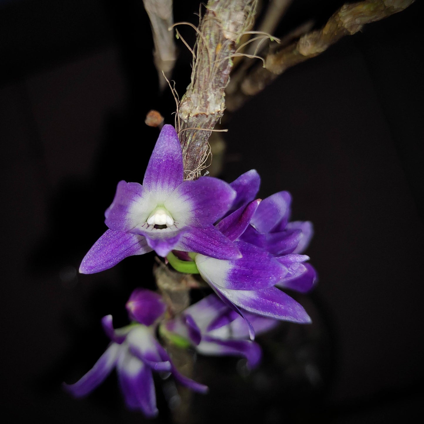 Dendrobium victoriae-reginae is an epiphytic orchid species native to the Philippines, typically found in cool to cold montane environments at high elevations of about 1,300–2,700 meters.