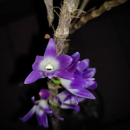 Dendrobium victoriae-reginae is an epiphytic orchid species native to the Philippines, typically found in cool to cold montane environments at high elevations of about 1,300–2,700 meters.