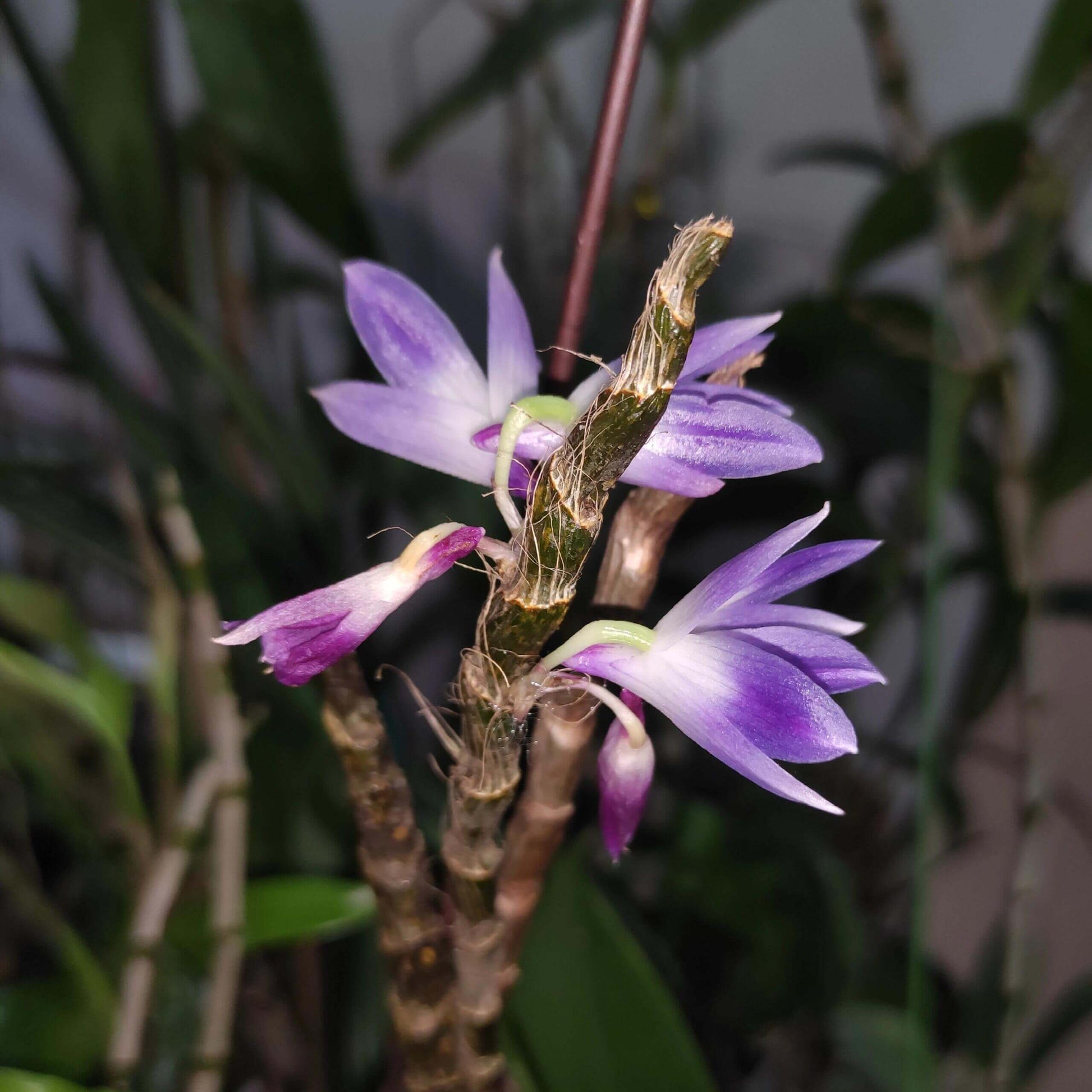 Dendrobium victoriae-reginae is an epiphytic orchid species native to the Philippines, typically found in cool to cold montane environments at high elevations of about 1,300–2,700 meters.