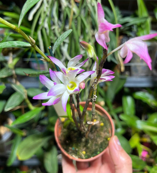 Dendrobium vietnamense is a rare and striking orchid species native to the limestone mountains of northwestern Vietnam.