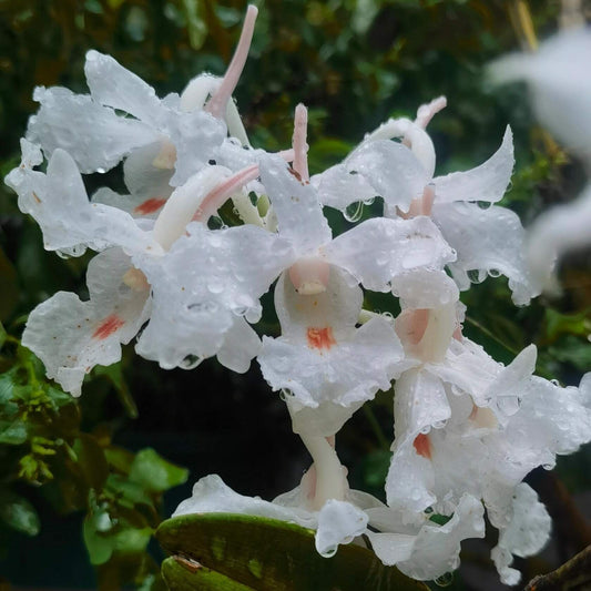 Dendrobium virgineum is native to moist cloud forests of Myanmar, eastern Thailand, Laos, Cambodia, and Vietnam, where it typically thrives at elevations below 1,600 meters.