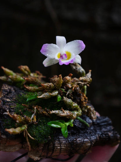 Dendrobium wangliangii is a rare and delicate orchid species native to the temperate regions of northern Yunnan Province, China. This species is notable for its compact size and cold-growing nature, thriving at elevations between 1,000 and 2,200 meters in deciduous mixed and evergreen forests, often found on Quercus trees.
