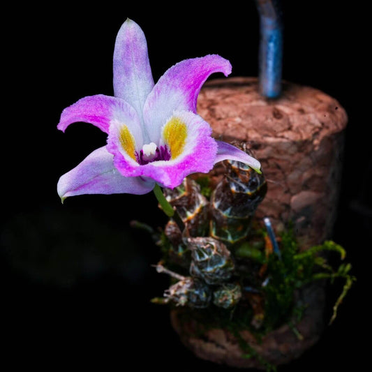 Dendrobium wangliangii is a rare and delicate orchid species native to the temperate regions of northern Yunnan Province, China. This species is notable for its compact size and cold-growing nature, thriving at elevations between 1,000 and 2,200 meters in deciduous mixed and evergreen forests, often found on Quercus trees.