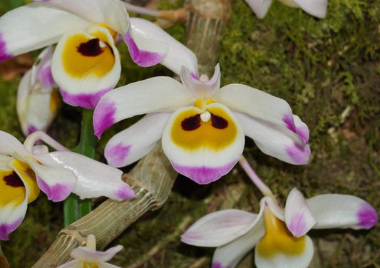 Dendrobium wardianum is distributed across the Eastern Himalayas, including Assam, Yunnan (China), Myanmar, Thailand, Vietnam, Nepal, Bangladesh, and Laos. It typically grows as an epiphyte—and occasionally as a lithophyte—in broadleaf evergreen montane forests at elevations of 1,000–2,000 meters.