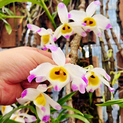 Dendrobium wardianum is distributed across the Eastern Himalayas, including Assam, Yunnan (China), Myanmar, Thailand, Vietnam, Nepal, Bangladesh, and Laos. It typically grows as an epiphyte—and occasionally as a lithophyte—in broadleaf evergreen montane forests at elevations of 1,000–2,000 meters.