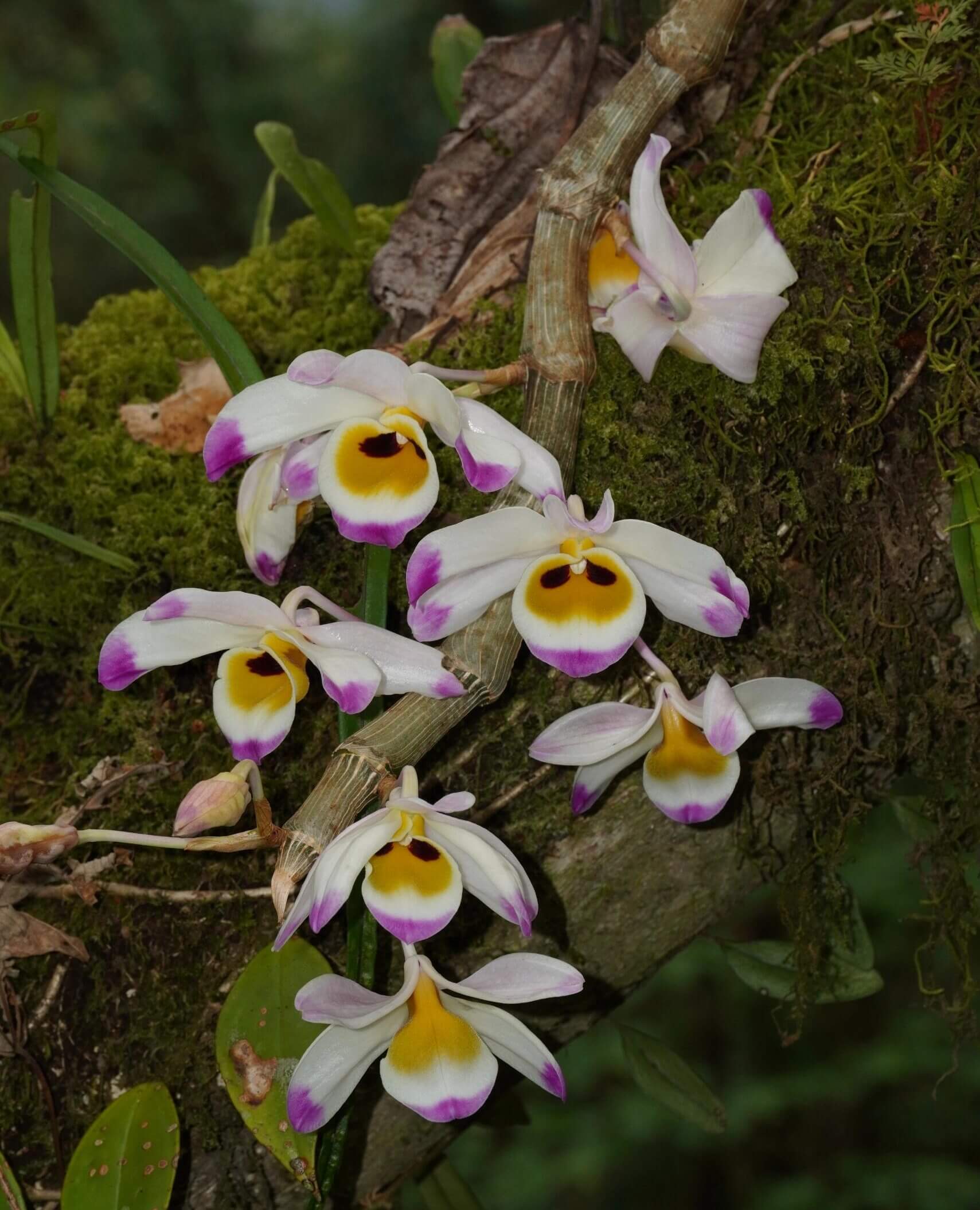 Dendrobium wardianum is distributed across the Eastern Himalayas, including Assam, Yunnan (China), Myanmar, Thailand, Vietnam, Nepal, Bangladesh, and Laos. It typically grows as an epiphyte—and occasionally as a lithophyte—in broadleaf evergreen montane forests at elevations of 1,000–2,000 meters.