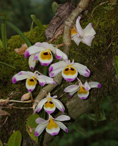 Dendrobium wardianum is distributed across the Eastern Himalayas, including Assam, Yunnan (China), Myanmar, Thailand, Vietnam, Nepal, Bangladesh, and Laos. It typically grows as an epiphyte—and occasionally as a lithophyte—in broadleaf evergreen montane forests at elevations of 1,000–2,000 meters.