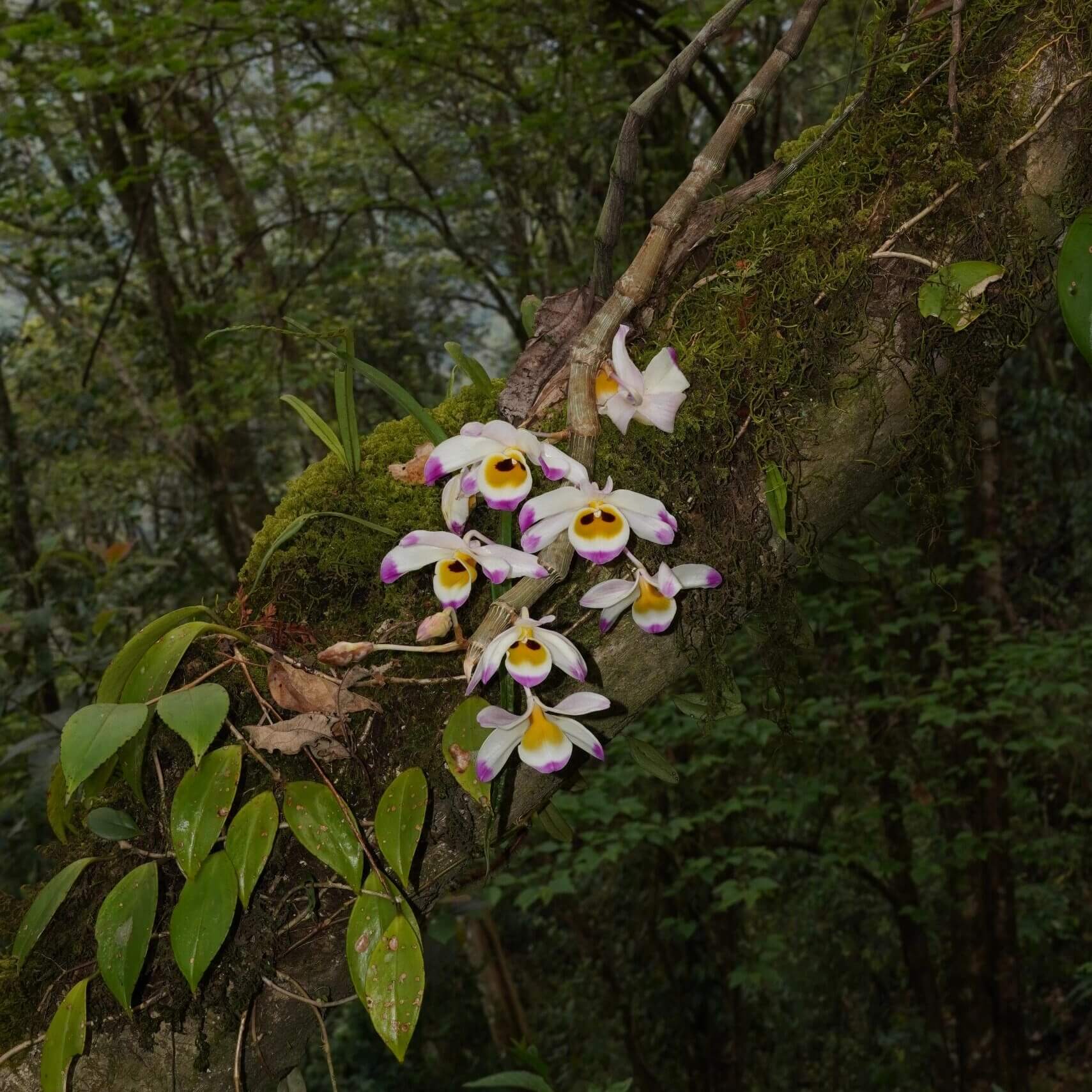 Dendrobium wardianum is distributed across the Eastern Himalayas, including Assam, Yunnan (China), Myanmar, Thailand, Vietnam, Nepal, Bangladesh, and Laos. It typically grows as an epiphyte—and occasionally as a lithophyte—in broadleaf evergreen montane forests at elevations of 1,000–2,000 meters.