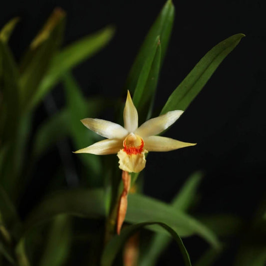 Dendrobium williamsonii is a small, cool-to-intermediate-growing epiphytic orchid native to regions including Assam (India), southern China (Guangxi, Hainan, Yunnan), Myanmar, Thailand, and Vietnam. It typically thrives at elevations between 600 and 1,400 meters in forests, where it grows on tree trunks.