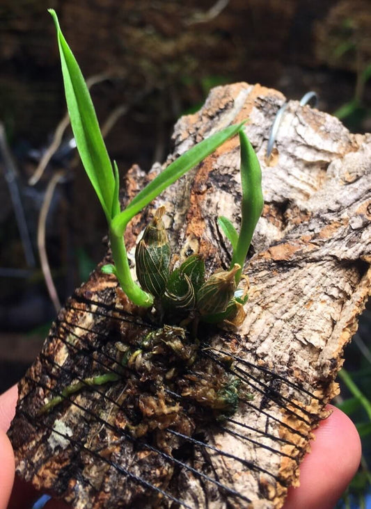 Dendrobium zhenyuanense is a rare miniature orchid species native to the broad-leaved evergreen forests of southern Yunnan, China. This epiphytic orchid typically grows at elevations of approximately 1,900 meters.