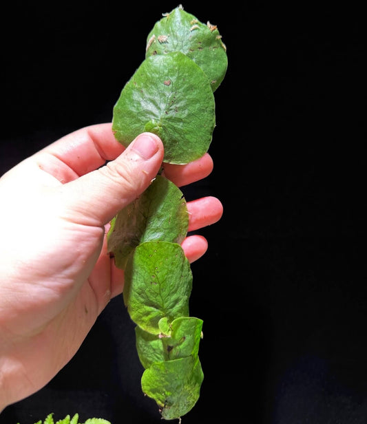 Dendroconche annabellae is a rare and striking fern native to the highland forests of Papua New Guinea. This species is known for its unique growth habit and is well-suited for cultivation in terrariums.