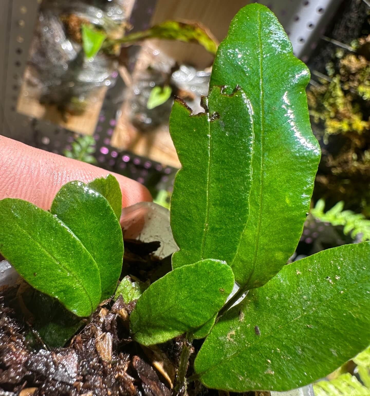 Deparia lancea is native to a wide area across Asia, including India, Bangladesh, Sri Lanka, Nepal, China (South-Central, Southeast, Hainan), Taiwan, Japan, Korea, Indochina, the Philippines, and Borneo, where it typically grows in moist, shaded environments such as forest understories, valleys, stream banks, and mountain slopes, from near sea level up to around 500 meters in elevation.