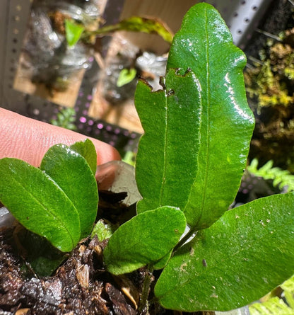 Deparia lancea is native to a wide area across Asia, including India, Bangladesh, Sri Lanka, Nepal, China (South-Central, Southeast, Hainan), Taiwan, Japan, Korea, Indochina, the Philippines, and Borneo, where it typically grows in moist, shaded environments such as forest understories, valleys, stream banks, and mountain slopes, from near sea level up to around 500 meters in elevation.