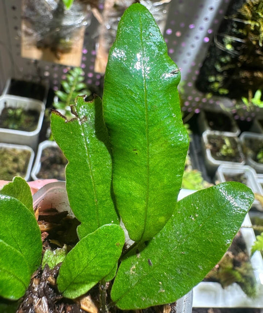 Deparia lancea is native to a wide area across Asia, including India, Bangladesh, Sri Lanka, Nepal, China (South-Central, Southeast, Hainan), Taiwan, Japan, Korea, Indochina, the Philippines, and Borneo, where it typically grows in moist, shaded environments such as forest understories, valleys, stream banks, and mountain slopes, from near sea level up to around 500 meters in elevation.