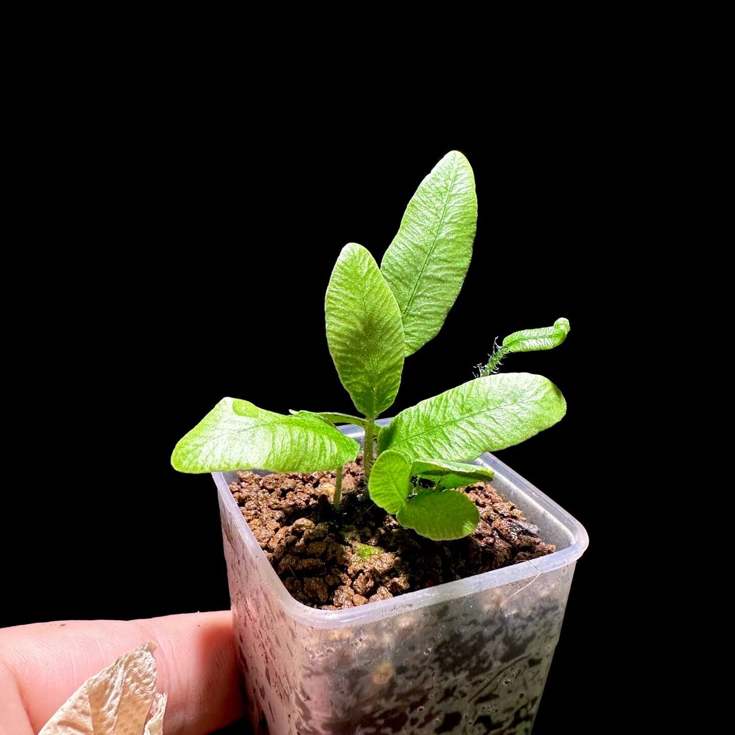 Deparia lancea is native to a wide area across Asia, including India, Bangladesh, Sri Lanka, Nepal, China (South-Central, Southeast, Hainan), Taiwan, Japan, Korea, Indochina, the Philippines, and Borneo, where it typically grows in moist, shaded environments such as forest understories, valleys, stream banks, and mountain slopes, from near sea level up to around 500 meters in elevation.