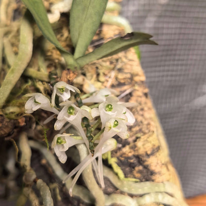 Diaphananthe millarii is a rare and charming miniature epiphytic orchid endemic to the coastal forests of eastern South Africa. It grows as a compact plant with several slender, linear to lance-shaped leaves and produces elegant pendant inflorescences carrying numerous small, delicate white to translucent flowers. Each bloom is only about 1.25 cm (0.5 in) across but features a distinctive long, funnel-shaped spur.