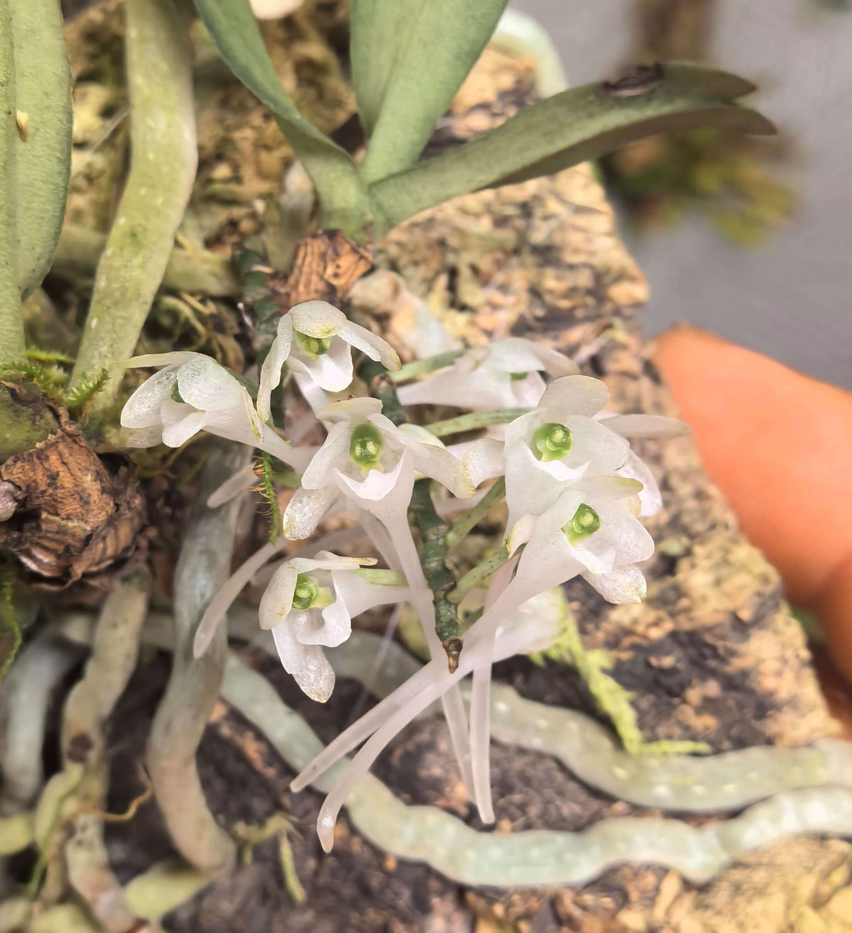 Diaphananthe millarii is a rare and charming miniature epiphytic orchid endemic to the coastal forests of eastern South Africa. It grows as a compact plant with several slender, linear to lance-shaped leaves and produces elegant pendant inflorescences carrying numerous small, delicate white to translucent flowers. Each bloom is only about 1.25 cm (0.5 in) across but features a distinctive long, funnel-shaped spur.