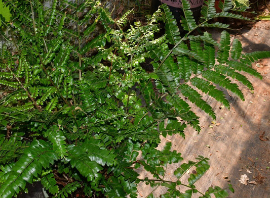 Didymochlaena pulcherrima is a striking fern known for its vibrant, reddish-brown young fronds that mature into deep green foliage.