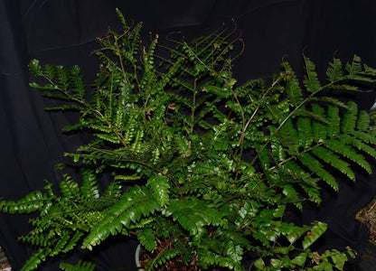 Didymochlaena pulcherrima is a striking fern known for its vibrant, reddish-brown young fronds that mature into deep green foliage.