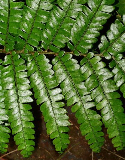 Didymochlaena pulcherrima is a striking fern known for its vibrant, reddish-brown young fronds that mature into deep green foliage.