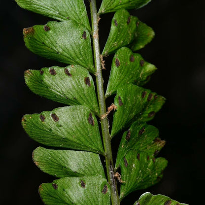 Didymochlaena pulcherrima is a striking fern known for its vibrant, reddish-brown young fronds that mature into deep green foliage.