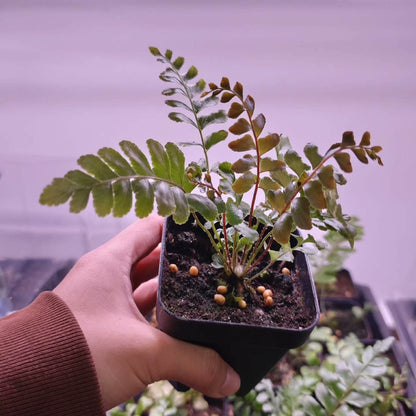 Didymochlaena pulcherrima is a striking fern known for its vibrant, reddish-brown young fronds that mature into deep green foliage.