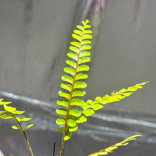 Didymochlaena truncatula is a striking evergreen fern of wet tropical and montane forests. It grows from an erect to ascending rhizome forming a short trunk-like base (caudex), with large, glossy fronds that are bipinnate. Young fronds often have a reddish or brownish tint before maturing to green.
