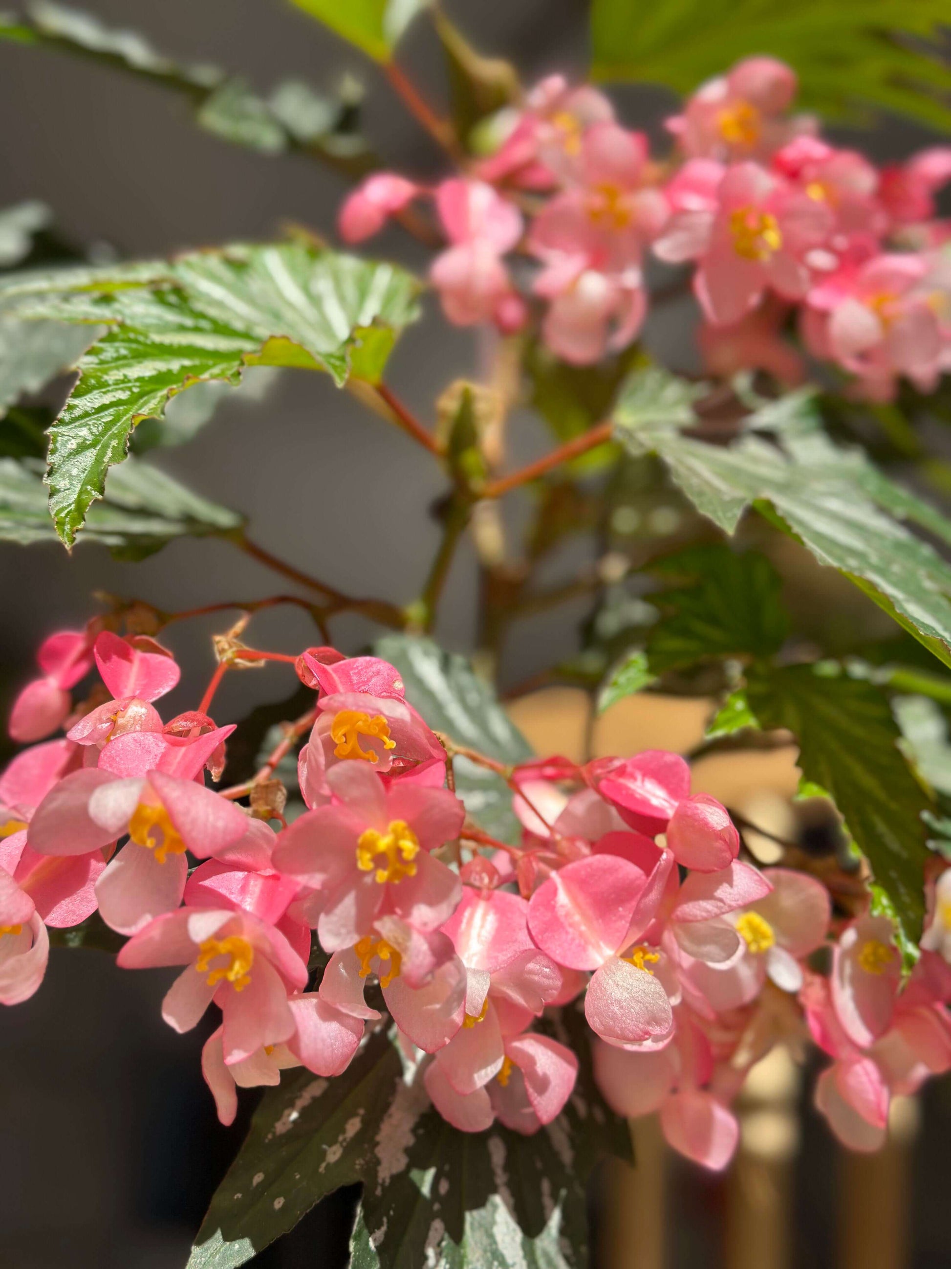 Begonia ‘Sophie Cecile’ (also known as ‘Sophia’ in some contexts) is a striking cane-stem or “angel wing” begonia cultivar first created by hybridizer Belva Nelson Kusler in 1961, via a cross between Begonia ‘Lenore Olivier’ and Begonia aconitifolia.