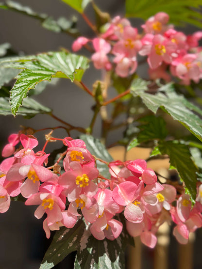 Begonia ‘Sophie Cecile’ (also known as ‘Sophia’ in some contexts) is a striking cane-stem or “angel wing” begonia cultivar first created by hybridizer Belva Nelson Kusler in 1961, via a cross between Begonia ‘Lenore Olivier’ and Begonia aconitifolia.