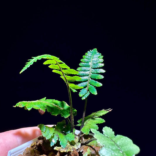Diplazium tomentosum is a terrestrial fern native to Southeast Asia, particularly found in tropical rainforests. This species is characterized by its distinctive blue-green metallic sheen on the fronds and its auriculate (ear-shaped) pinnae. The rachis and costa are densely covered with short, coarse brown hairs, giving the fern a velvety texture.